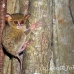 monkey_tarsier_eastern_tangkoko_h_0091_sul1264.jpg